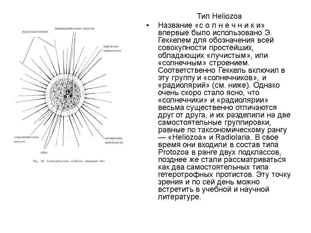 Тип Heliozoa Название «с о л н е ч н и к и» впервые